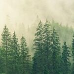 Evergreens