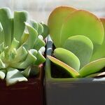 Plant Lighting