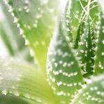 Transplanting