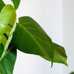 Plant Survival