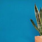 Plant Selection