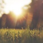 Seasonal Grass