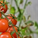 Potted Vegetables