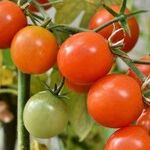 Tomato Seedlings