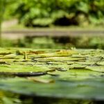 Duckweed
