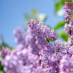 Dwarf Korean Lilac