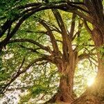 Shade Tree