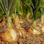 Fall Gardening