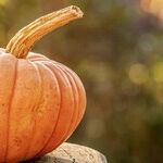 Growing Pumpkins