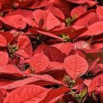 Poinsettia Rebloom