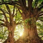 Tree Drought