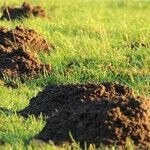 Moles