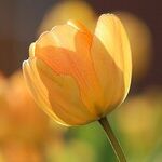 Bulbs