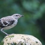 Birdbaths