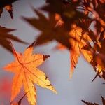 Leaf Blowers