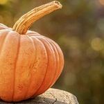 Pumpkins