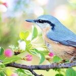 February Is for the Birds