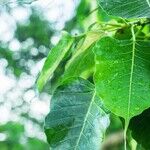 Fiddle Leaf Fig