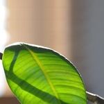 Rubber Tree Plants