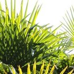 Lighting for Houseplants