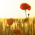 The Great Grow Along