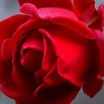 Rose Care and Privacy Plants