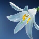 Easter Lilies and Early Tomatoes