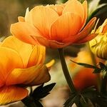 Annual, Biennial or Perennial?