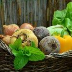 Vegetable Garden Questions