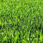 Lawn Grubs