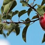Alternate-Bearing Apple Tree