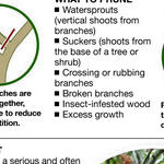 Tree House and Oak Wilt