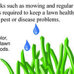 Proper Lawn Watering
