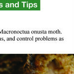 Dividing Iris and Iris Borer Problem
