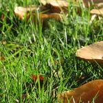 Fairy Rings and Barn Spiders