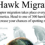 Hawk Migration