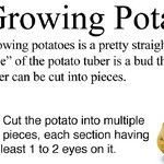 Propagating Vegetables From Table Scraps