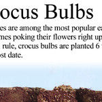 Crocus Problem and Salad Bowl Gardens
