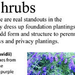 Summer Shrub Color