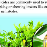 Systemic Insecticides on Herbs