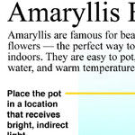 Grass, Garlic and Amaryllis