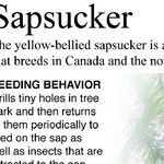 Yellow-Bellied Sapsucker