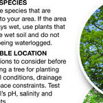 Trees For Wet-Then-Dry Soil