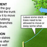 Tree Staking and Palm Trunks