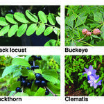 Poisonous Plants