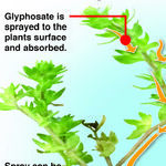 Glyphosate