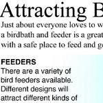 Attracting Cardinals to My Bird Feeder