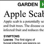 Apple Scab and Goldfinches