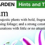Crinums