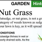 Gardenias and Nut Grass